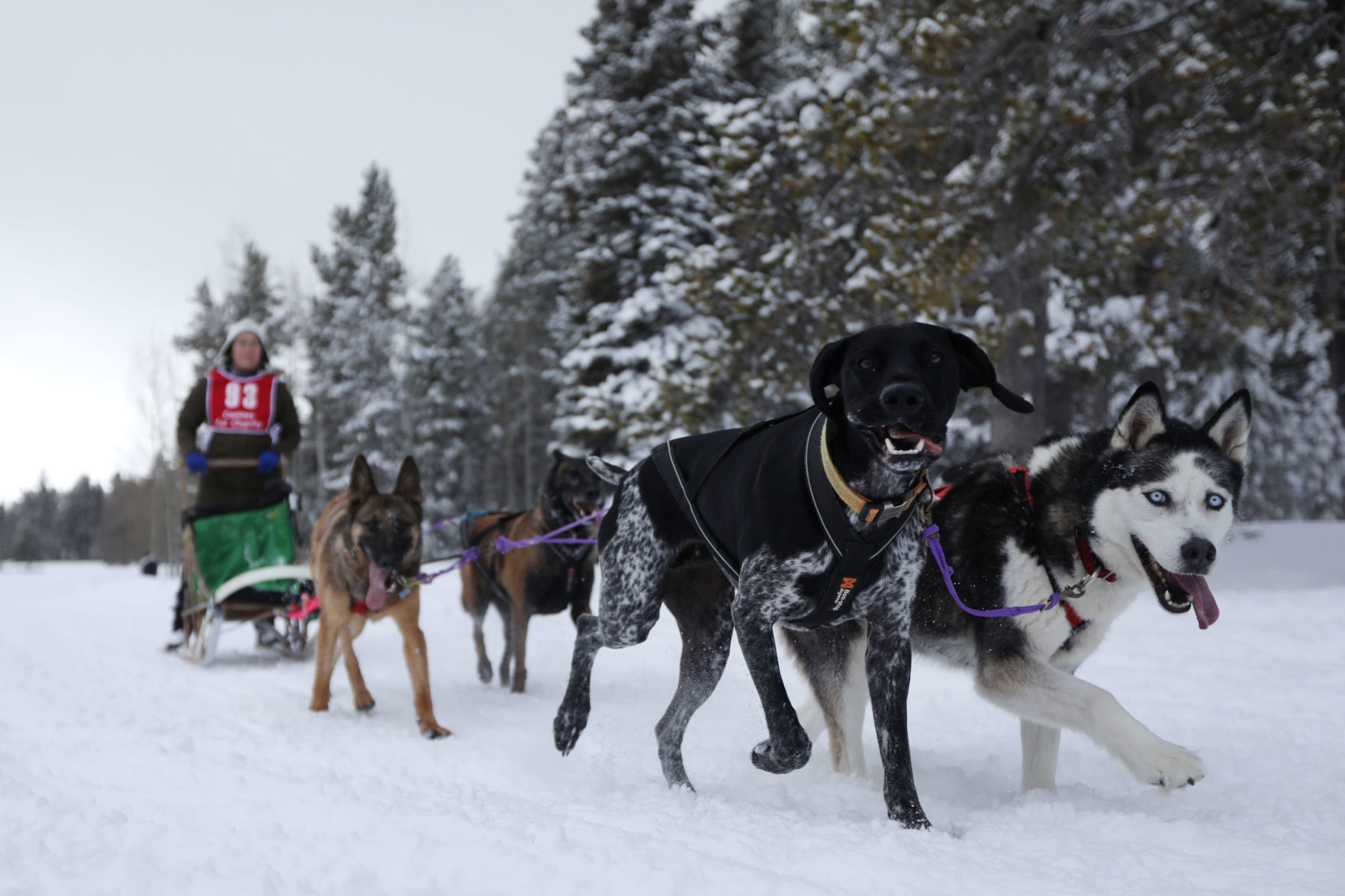 Sled Dog Race